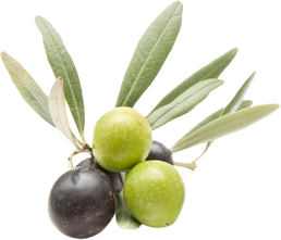 Olive Nostr'Olivo